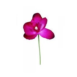 ORCHIDEE FUSCHIA SACHET DE 6 PIECES