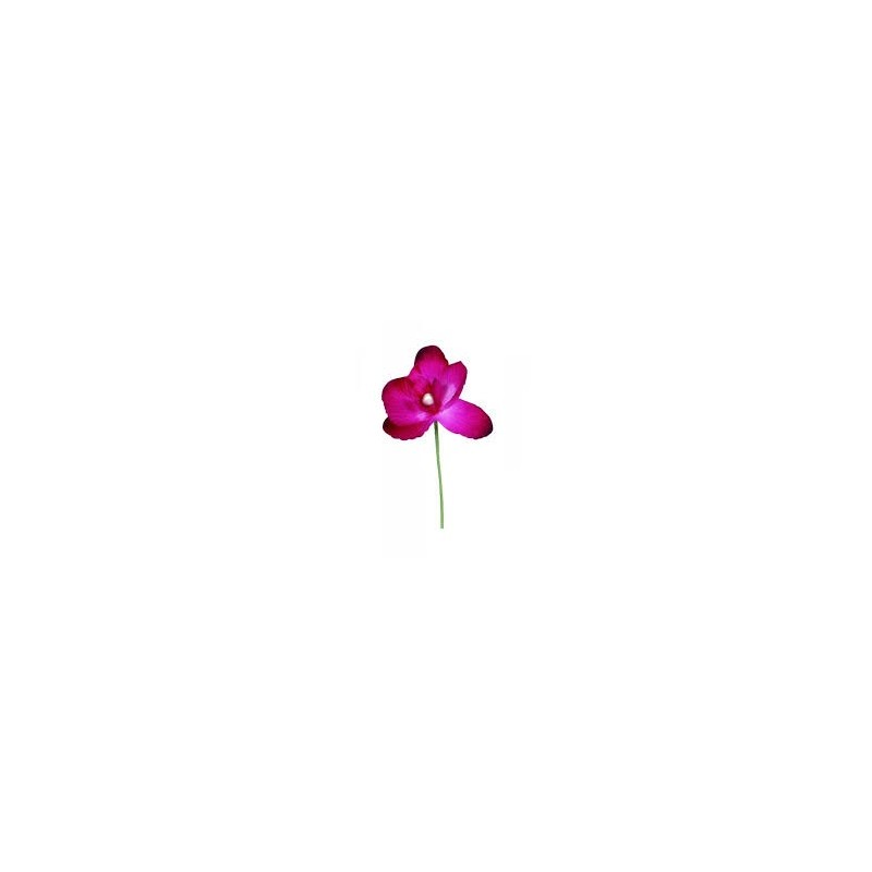 ORCHIDEE FUSCHIA SACHET DE 6 PIECES ORCHIDEE FUSCHIA SACHET DE 6 PIECES