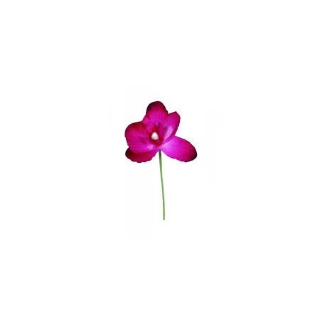 ORCHIDEE FUSCHIA SACHET DE 6 PIECES