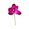 ORCHIDEE FUSCHIA SACHET DE 6 PIECES