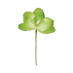 ORCHIDEE VERT SACHET DE 6 PIECES 
