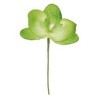 ORCHIDEE VERT SACHET DE 6 PIECES 