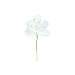 ORCHIDEE BLANCHE SACHET DE 6 PIECES