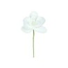 ORCHIDEE BLANCHE SACHET DE 6 PIECES