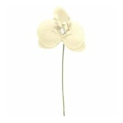 ORCHIDEE IVOIR SACHET DE 6 PIECES