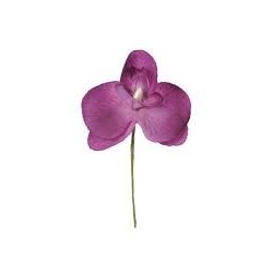 ORCHIDEE PRUNE SACHET DE 6 PIECES